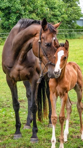 Corners of Southern Ireland Horses – BRT