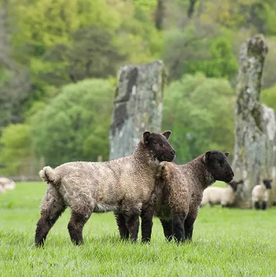 Scotland Lochs and Landscapes Sheep – BRT