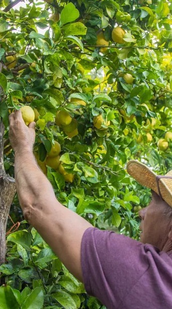 Splendours of Sicily Grove – BRT