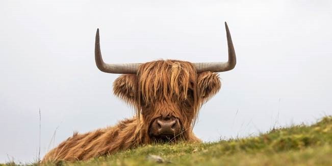 hairy coo face